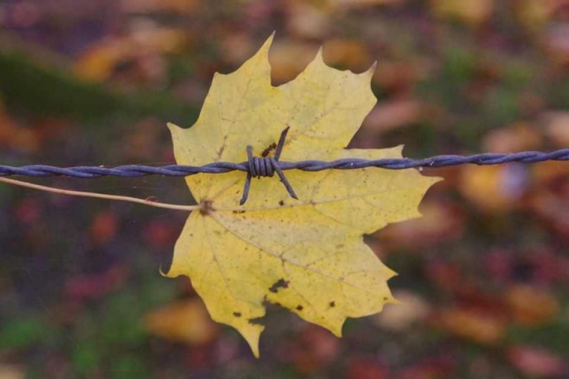 yellow leaf caught on barbed wire