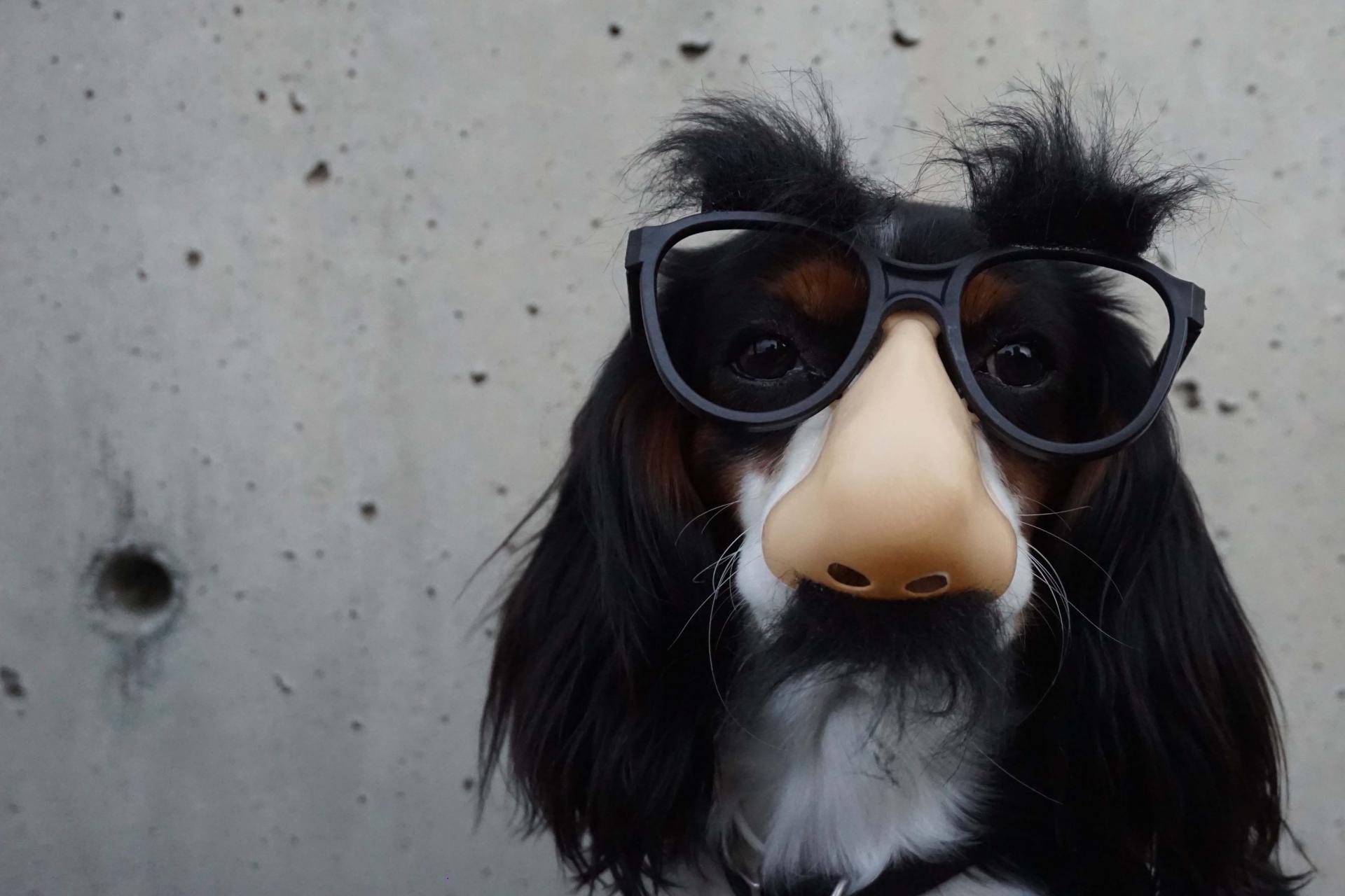 Dog with Glasses