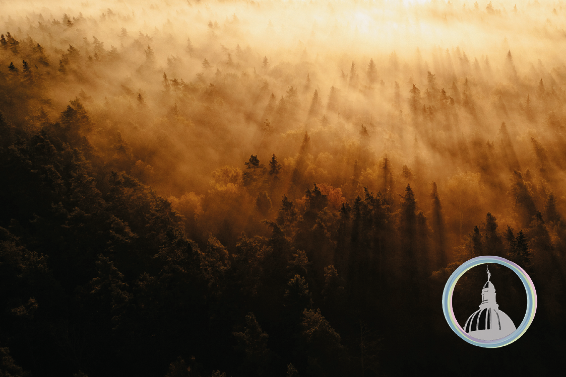 Trees at sunset with fog