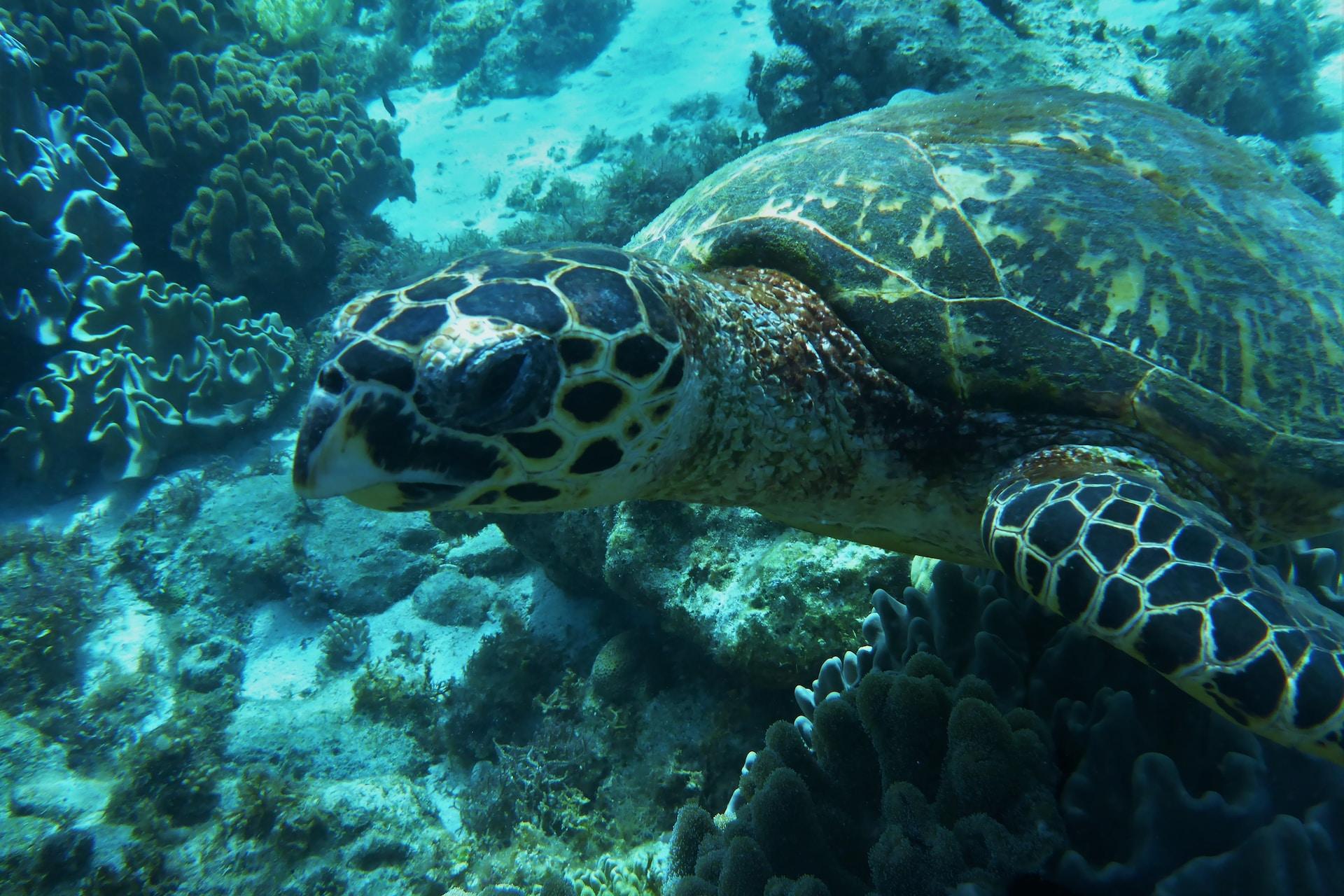 A New Limit to the Entitlement of a Continental Shelf Beyond 200 Nautical Miles?